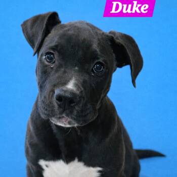 Pit Bull Terrier and Labrador Retriever Dogs Available for Adoption in South Elgin, Illinois - Duke | PetCurious