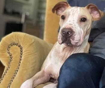 Shar Pei Dogs Available for Adoption - Rudi | PetCurious