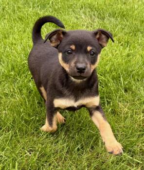 Jack Russell Terrier and Rat Terrier Dogs Available for Adoption in New Baltimore, Michigan - Bella | PetCurious