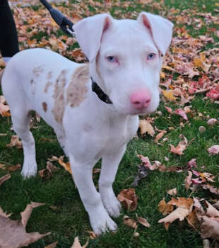 Rescue Terrier Dogs for Adoption in Brooklyn Center, Minnesota - Timmy | PetCurious