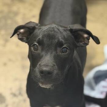 NYX -  Pit Bull Terrier Dog for Adoption in Sacramento, California - NYX | PetCurious