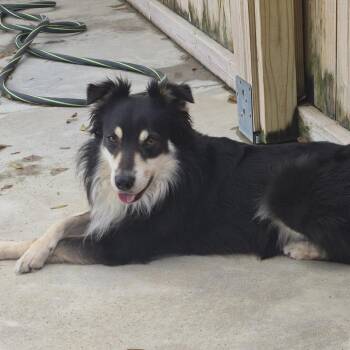 Mixed Breed Dogs Available for Adoption in Freeport, Florida - Terry | PetCurious