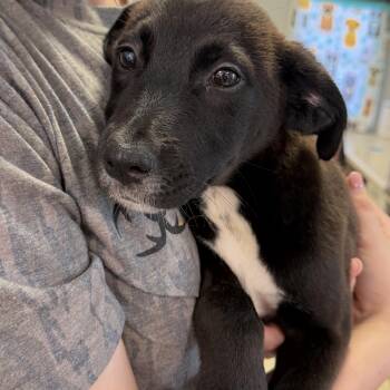 Lele -  Labrador Retriever and Australian Shepherd Dog for Adoption in Watertown, Connecticut - Lele | PetCurious