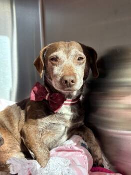 Rescue Dachshund and Mixed Breed Dogs for Adoption in Fort Worth, Texas - Rigel | PetCurious
