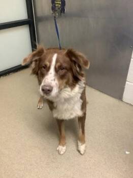 Australian Shepherd and Mixed Breed Dogs Available for Adoption - Phyllis | PetCurious