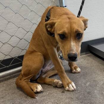111424 -  Mixed Breed Dog for Adoption in Las Cruces, New Mexico - 111424 | PetCurious