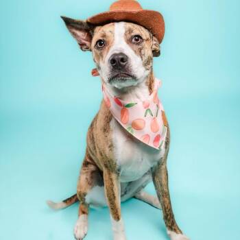 Cassidy -  Mixed Breed Dog for Adoption in Columbia, Missouri - Cassidy | PetCurious