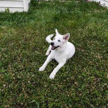 Joss -  Mixed Breed and None Dog for Adoption in Buffalo, Minnesota - Joss | PetCurious