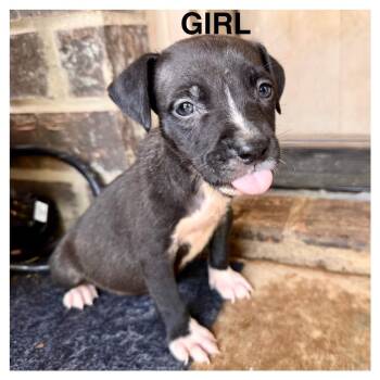Little Girl -  Pit Bull Terrier Dog for Adoption in Denison, Texas - Little Girl | PetCurious