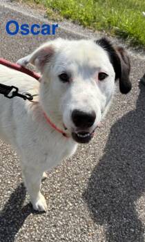Australian Cattle Dog Blue Heeler and Dalmatian Dogs Available for Adoption in Camden, Tennessee - Oscar | PetCurious