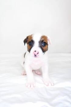 Puddy -  Australian Shepherd Dog for Adoption in Bixby, Oklahoma - Puddy | PetCurious