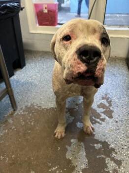 Pit Bull Terrier Dogs Available for Adoption in Mobile, Alabama - Lightning | PetCurious