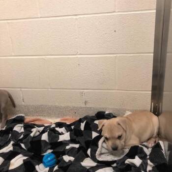 Mixed Breed Dogs Available for Adoption - Dougie | PetCurious