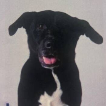 Tux -  Labrador Retriever Dog for Adoption - Tux | PetCurious