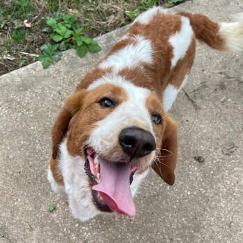 Basset Hound and Golden Retriever Dogs Available for Adoption in Olathe, Kansas - Maggie Mae | PetCurious