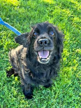 Little Bear -  Cocker Spaniel Dog for Adoption in Brunswick, Ohio - Little Bear | PetCurious