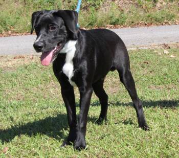Gunner 44426 -  Labrador Retriever Dog for Adoption in Prattville, Alabama - Gunner 44426 | PetCurious