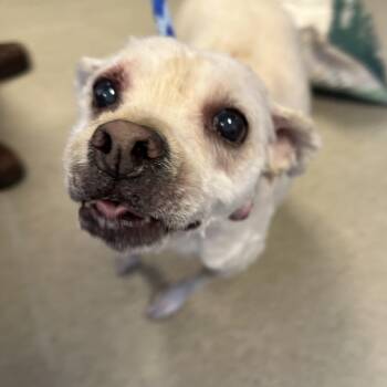 Terrier Dogs Available for Adoption in Manassas, Virginia - Wybie (ID 51399/1531) | PetCurious