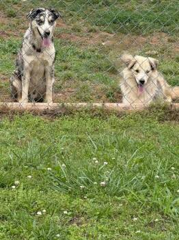 Australian Shepherd Dogs Available for Adoption in Melbourne, Arkansas - Major | PetCurious