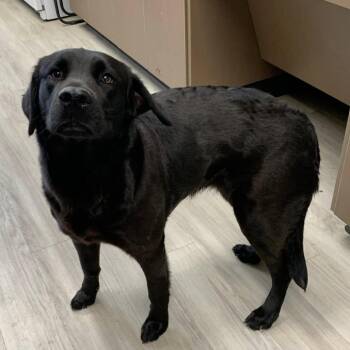 Labrador Retriever Dogs Available for Adoption in Cleveland, Mississippi - Deja Vu | PetCurious