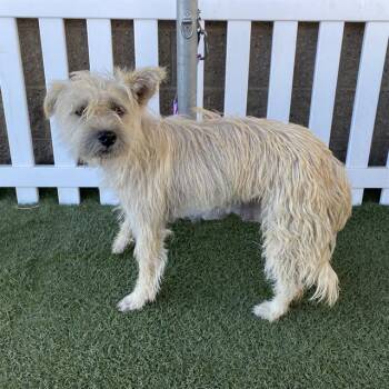 A611351 -  Cairn Terrier and Mixed Breed Dog for Adoption in Modesto, California - A611351 | PetCurious