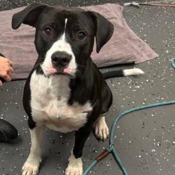 Roxxanne -  Mixed Breed Dog for Adoption in Columbiana, Alabama - Roxxanne | PetCurious