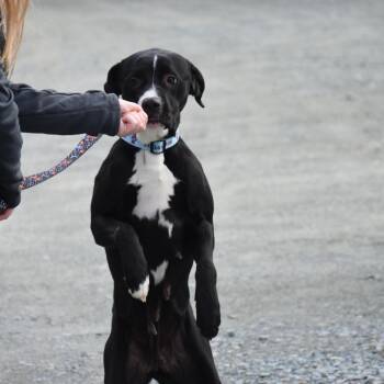 Mixed Breed Dogs Available for Adoption - Racquel | PetCurious