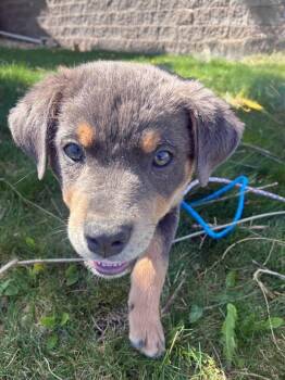 Australian Cattle Dog Blue Heeler Dogs Available for Adoption in Colorado Springs, Colorado - Dorian | PetCurious