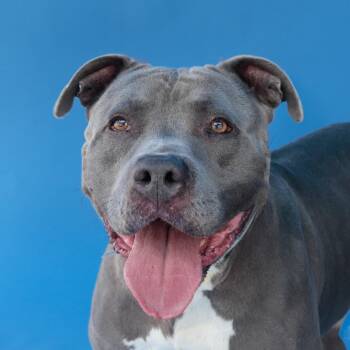 Pit Bull Terrier Dogs Available for Adoption in Pasadena, California - BLUE | PetCurious