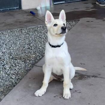 Mixed Breed Dogs Available for Adoption - Jill | PetCurious