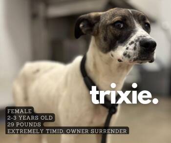 Rescue Mixed Breed Dogs for Adoption in Ashland, Kentucky - Trixie | PetCurious