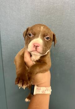 Rescue Pit Bull Terrier Dogs for Adoption in Victorville, California - Cocoa #1729 (514) ***FOSTER OR FOSTER TO ADOPT*** | PetCurious