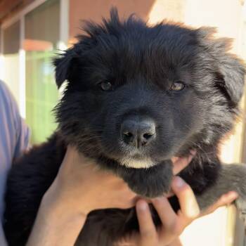 Rescue Australian Cattle Dog Blue Heeler Dogs for Adoption in Los Angeles, California - Cubbie | PetCurious