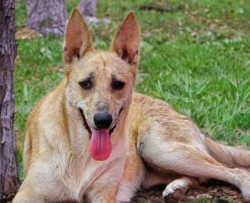 Shepherd Dogs Available for Adoption - Lila | PetCurious