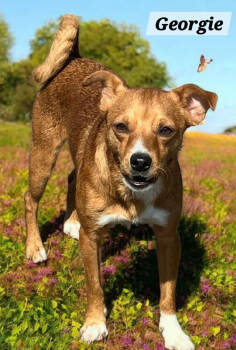 Rescue Terrier Dogs for Adoption - Georgie | PetCurious