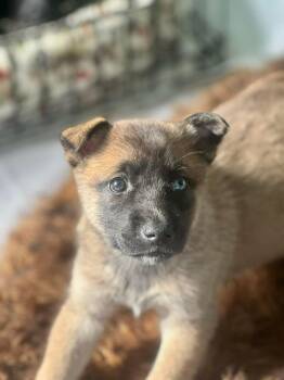 Husky Dogs Available for Adoption - Brownie | PetCurious