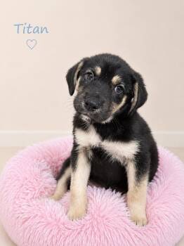 Titan -  Mixed Breed Dog for Adoption in Sylacauga, Alabama - Titan | PetCurious