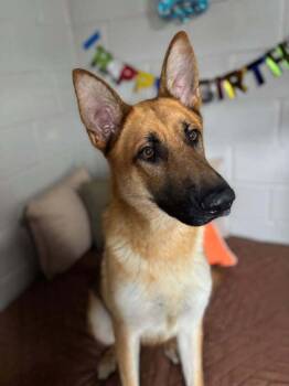 Ritter -  German Shepherd Dog Dog for Adoption in San Leon, Texas - Ritter | PetCurious
