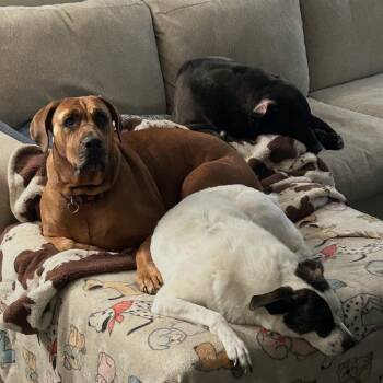 Freya - Home to Home -  Cane Corso and Doberman Pinscher Dog for Adoption in South Elgin, Illinois - Freya - Home To Home | PetCurious
