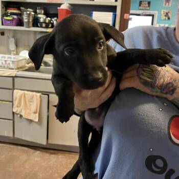 Joe -  German Shepherd Dog and Labrador Retriever Dog for Adoption in Stephenville, Texas - Joe | PetCurious