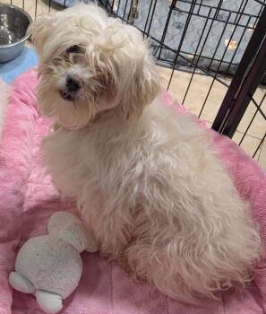 Belle -  Maltese and Poodle Dog for Adoption in Caldwell, New Jersey - Belle | PetCurious