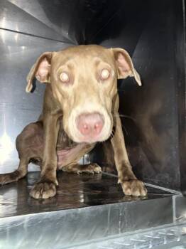 Mixed Breed Dogs Available for Adoption in Dallas, Texas - FAE | PetCurious