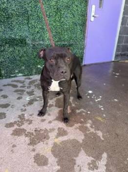 61800643 -  Pit Bull Terrier and Mixed Breed Dog for Adoption in El Paso, Texas - 61800643 | PetCurious
