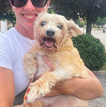 Rescue Maltese Dogs for Adoption in Mississauga, Ontario - Gigi (17 Lbs) | PetCurious