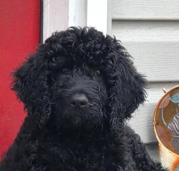Nova -  Standard Poodle Dog for Adoption in Wheaton, Illinois - Nova | PetCurious