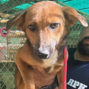 Indie 5287 -  German Shepherd Dog and Mixed Breed Dog for Adoption in Loxahatchee Groves, Florida - Indie 5287 | PetCurious