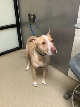 Rescue Pit Bull Terrier and Mixed Breed Dogs for Adoption in Fort Worth, Texas - Elle | PetCurious