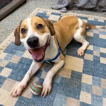 Junior -  Hound and Mixed Breed Dog for Adoption in Falls Church, Virginia - Junior | PetCurious