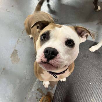 Rescue Pit Bull Terrier Dogs for Adoption in Wichita, Kansas - Bugs | PetCurious