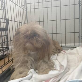 Mixed Breed Dogs Available for Adoption in Leander, Texas - Gala T8 | PetCurious